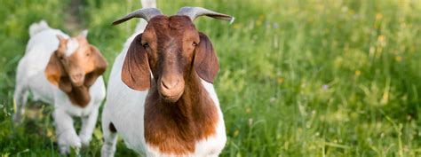 free online goat farming courses